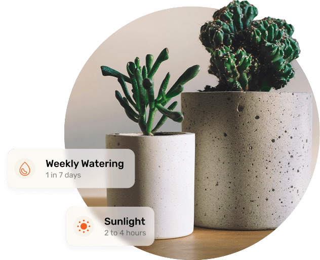 Plants in concrete pots