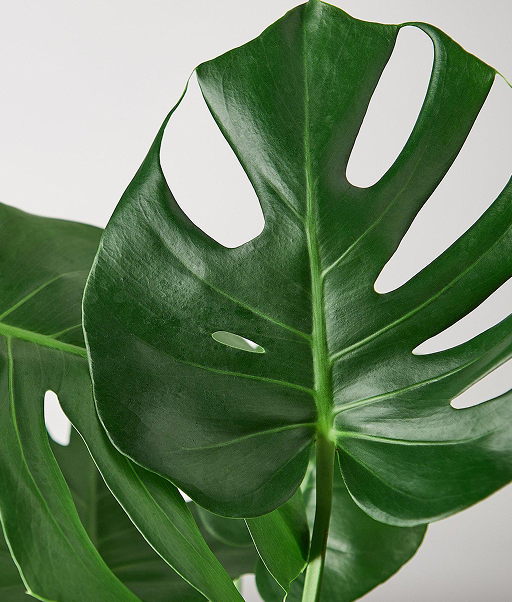 Monstera