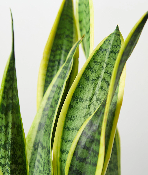Snake plant